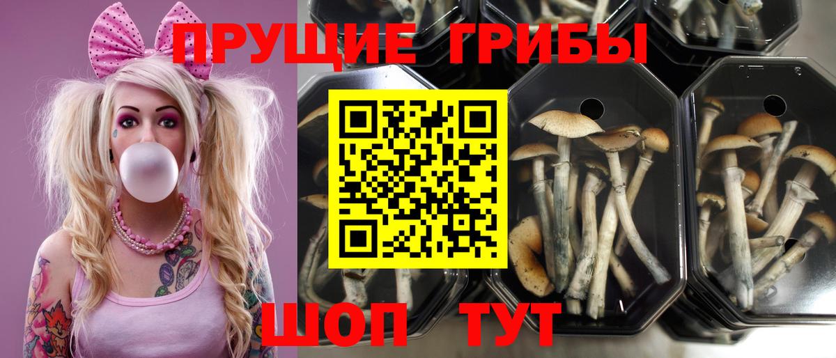 Галлюциногенные грибы Psilocybe  Вход с VPN  Галлюциногенные грибы мухоморы  Истра 